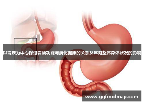 以胃顶为中心探讨胃肠功能与消化健康的关系及其对整体身体状况的影响
